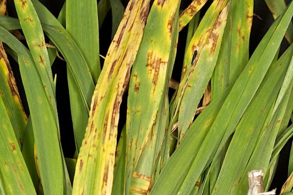 Pathogenic fungi poses a huge and growing threat to global food security, affecting key crops such as wheat and rice