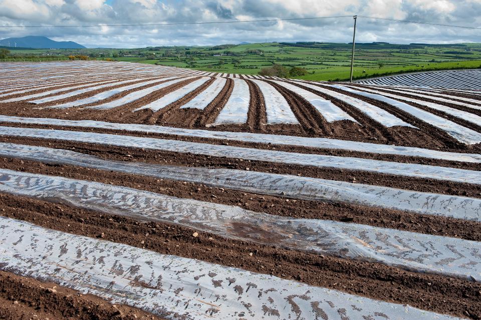 Field of newly sowed Maize covvered with bio-degradable plastic protective sheeting. Maryport - Cumbria.