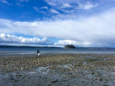 collecting oysters