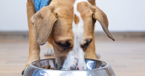 Raw dog food contains drug resistant bacteria, study finds thumbnail