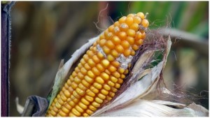 Mycotoxin contaminated corn