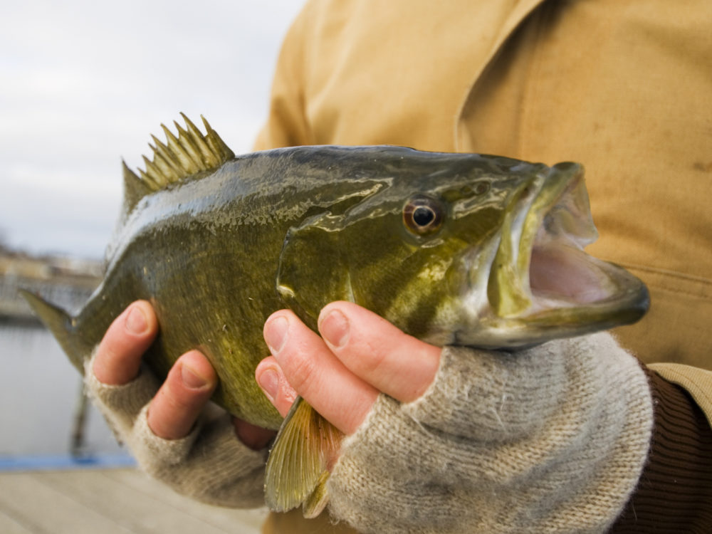 Hands covered with fingerless gloves are holding a Smallmouth Bass.