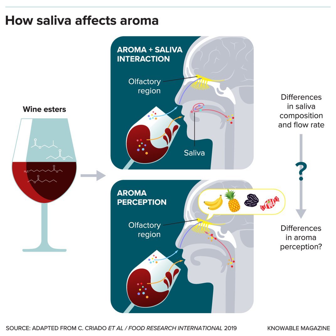 Saliva and Aroma Graphic