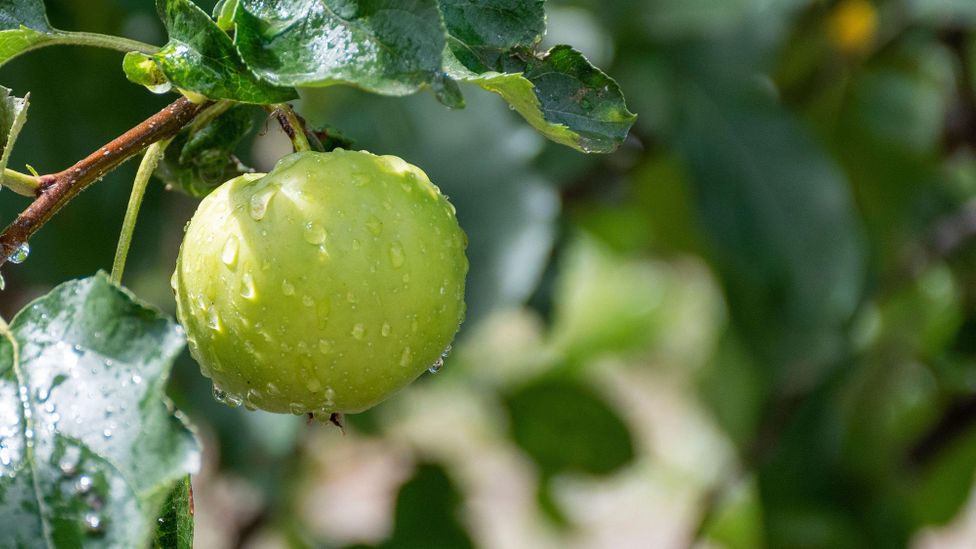 On the tree, apples have a natural wax that helps protect their skin (Credit: Alamy)