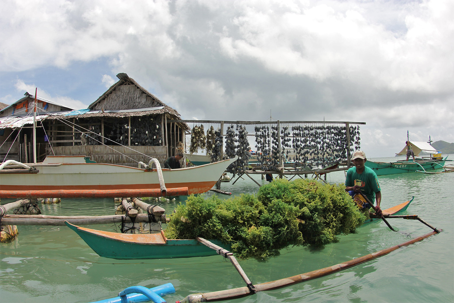 A fisherman harvests seaweed.