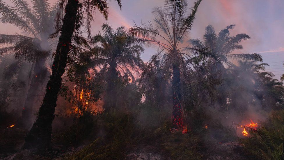 A forest on fire in Indonesia to make way for an oil palm plantation