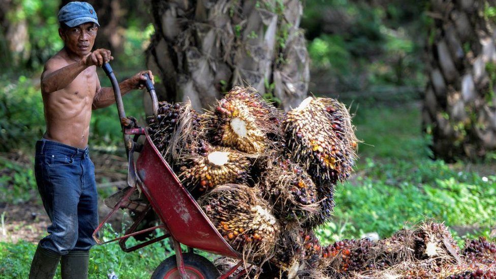 A worker in Indonesia tipping palm oil fruits into a pile